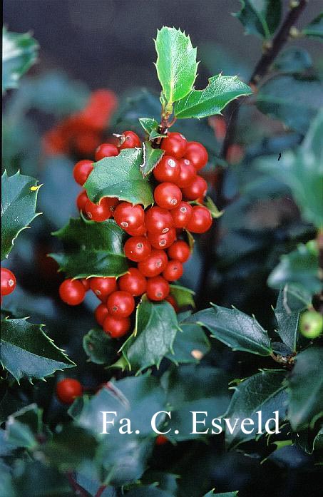 Ilex meserveae 'Blue Princess'