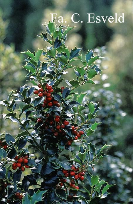 Ilex aquipernyi 'San Jose'