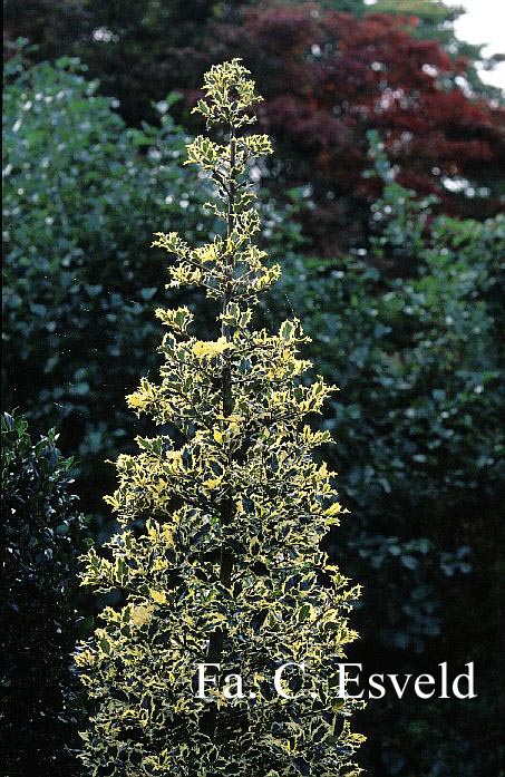 Ilex aquifolium 'Mme Briot'