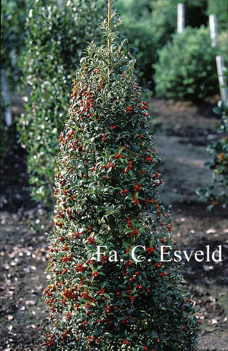 Ilex 'September Gem'