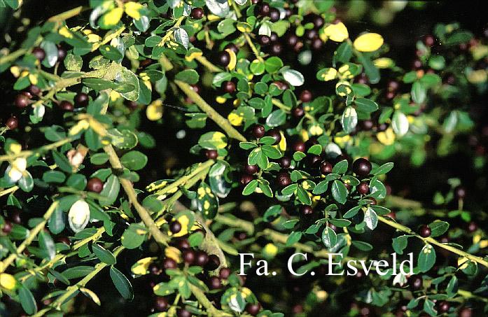 Ilex crenata 'Picas'