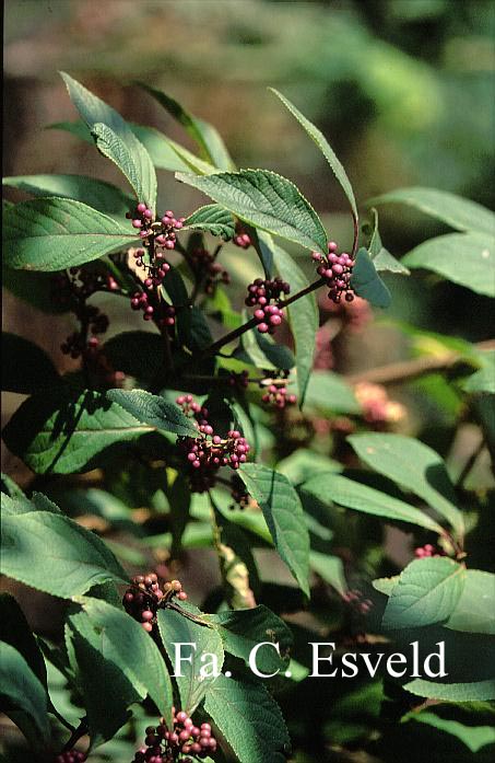 Callicarpa dichotoma