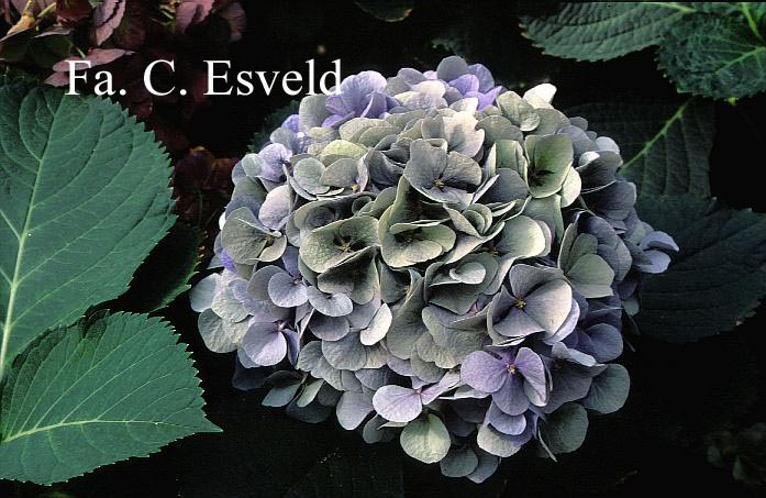 Hydrangea macrophylla 'Bodensee'