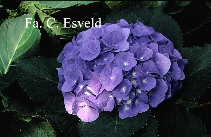 Hydrangea macrophylla 'Bodensee'