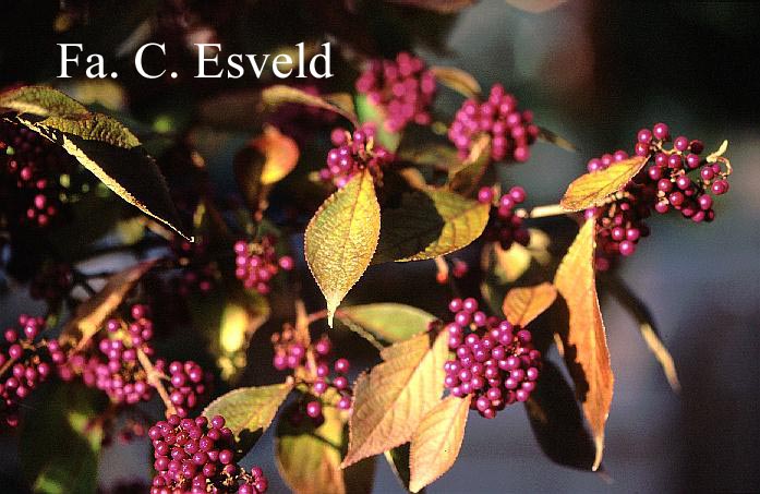 Callicarpa bodinieri 'Profusion'