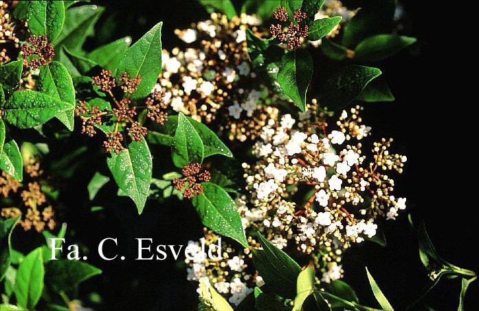 Viburnum tinus 'Anvi' (SPIRIT)