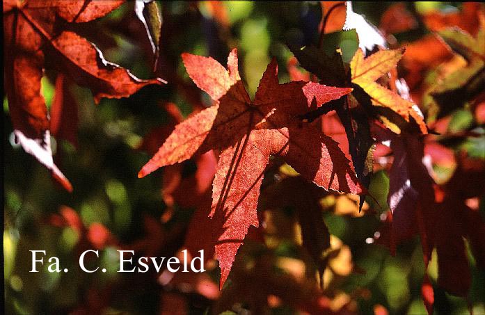 Liquidambar styraciflua 'Lane Roberts'