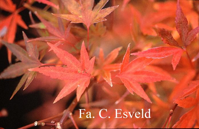 Acer palmatum 'Murasaki yama'