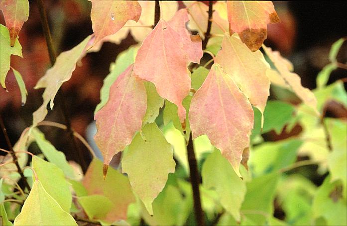 Acer buergerianum 'Nokoribo'