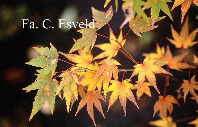 Acer palmatum 'Oranges and Lemons'