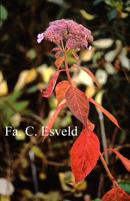 Hydrangea serrata 'Aka tsanayama'