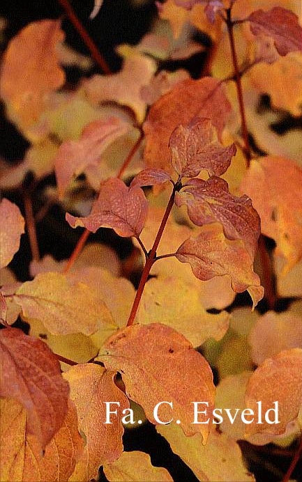 Cornus sanguinea 'Midwinter Fire'