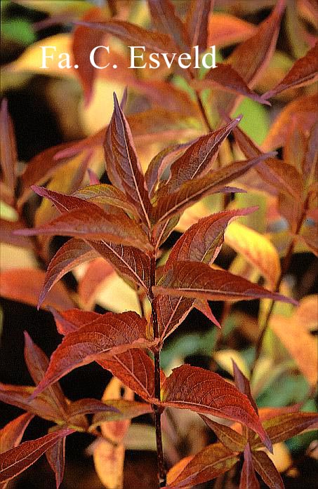 Weigela 'Bristol Ruby'