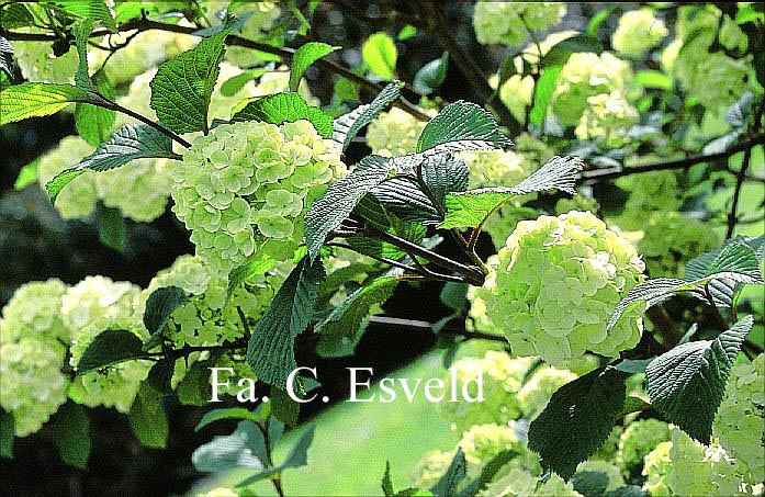 Viburnum plicatum 'Rotundifolium'