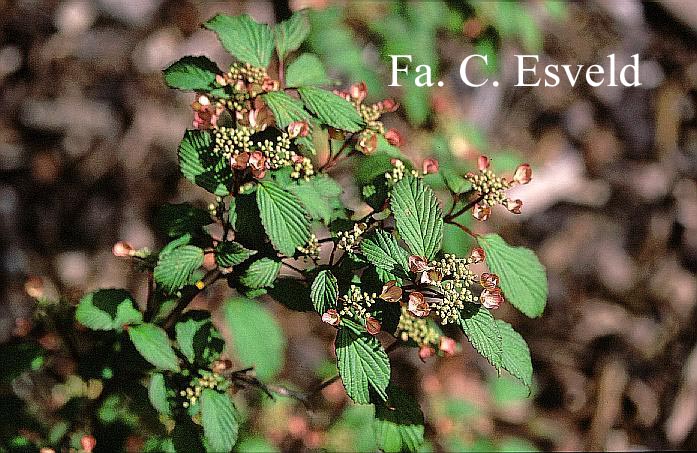 Viburnum plicatum 'Molly Schroder'