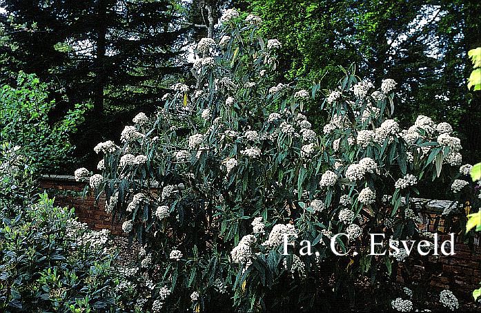 Viburnum rhytidophyllum 'Green Trump'