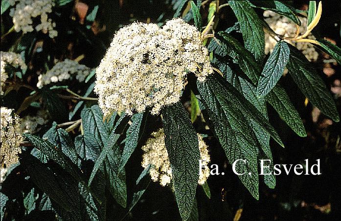 Viburnum rhytidophyllum 'Green Trump'