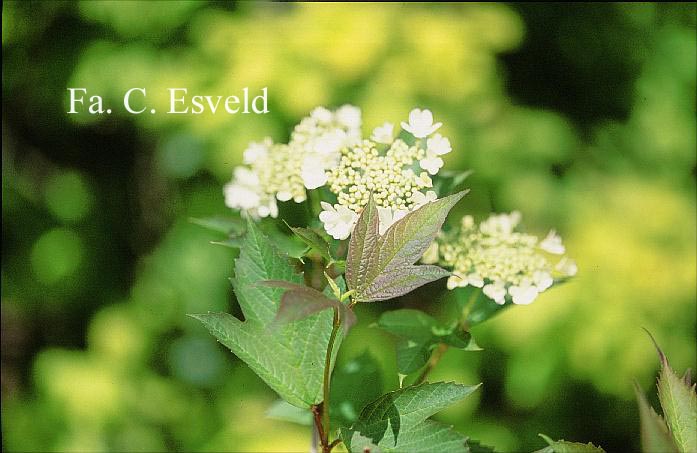 Viburnum trilobum 'Alfredo'