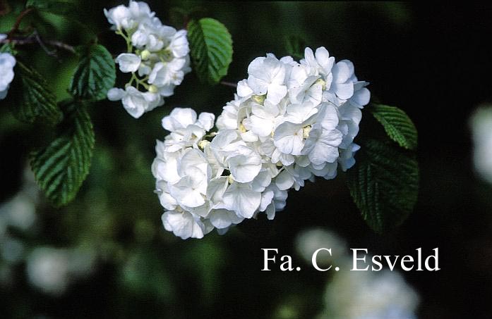 Viburnum plicatum 'Popcorn'