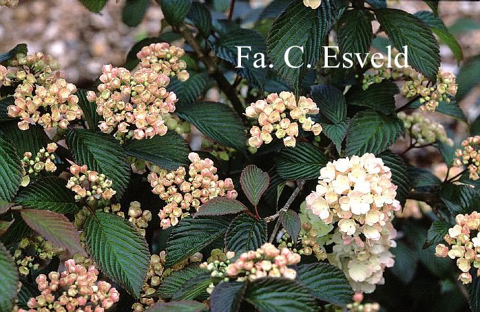 Viburnum plicatum 'Mary Milton'