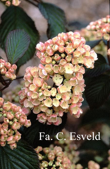 Viburnum plicatum 'Mary Milton'