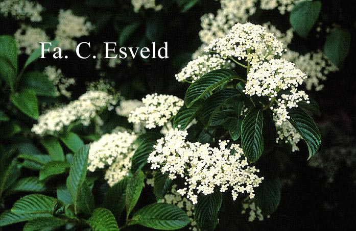 Viburnum sieboldii