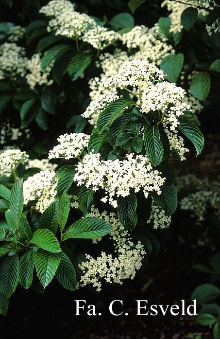 Viburnum sieboldii