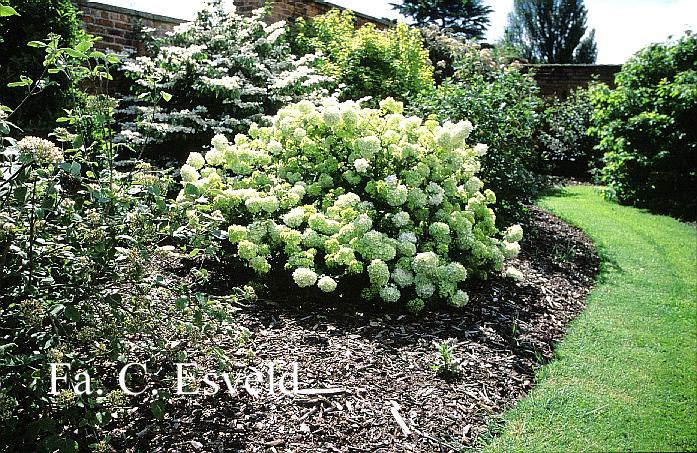 Viburnum macrocephalum