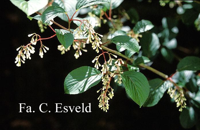 Viburnum subalpinum