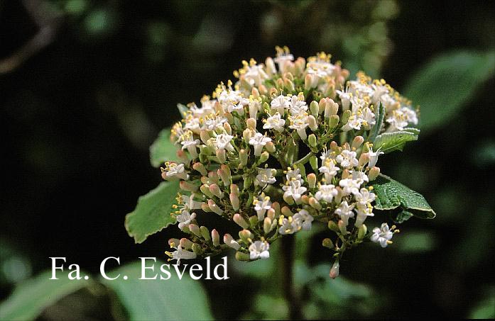 Viburnum mullaha