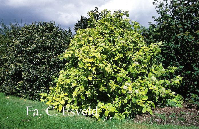 Viburnum lantana 'Aureum'