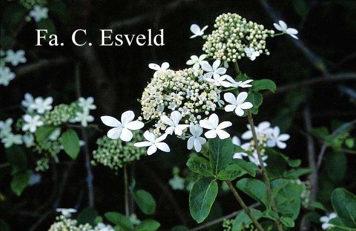 Viburnum macrocephalum keteleeri