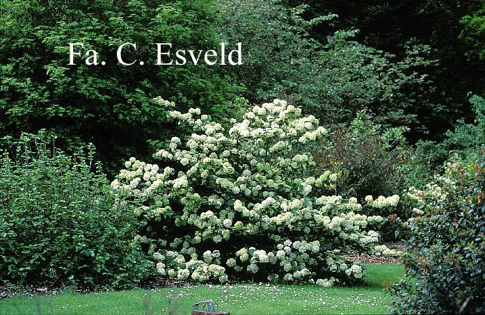 Viburnum plicatum 'Rotundifolium'