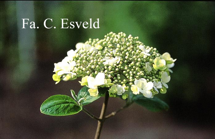 Viburnum macrocephalum keteleeri