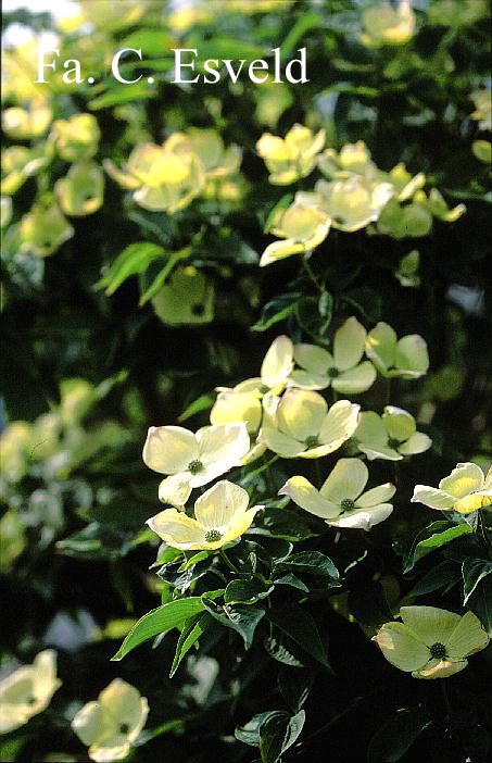 Cornus 'Rutban' (AURORA)