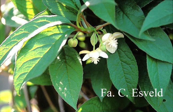 Schisandra grandiflora