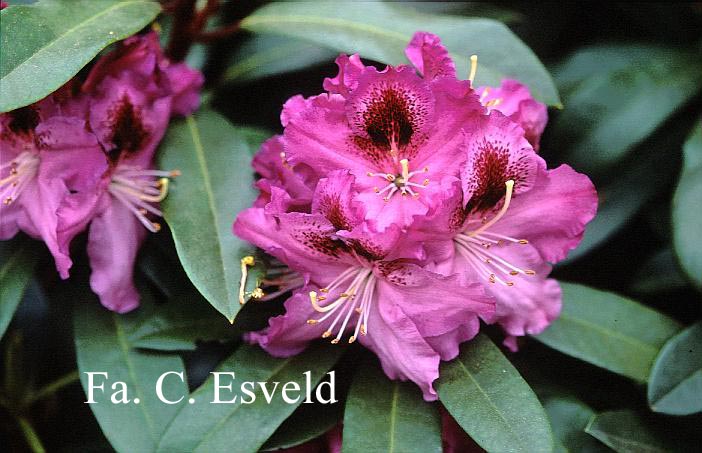 Rhododendron 'Holdrio'