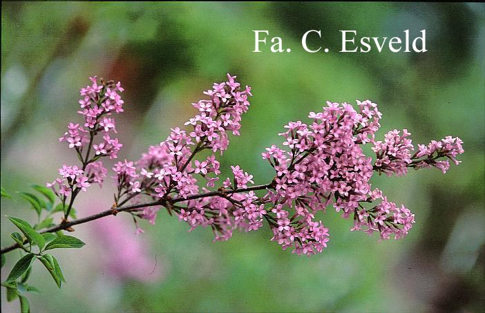 Syringa chinensis 'Lilac Sunday'