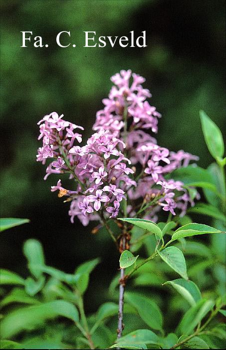 Syringa diversifolia