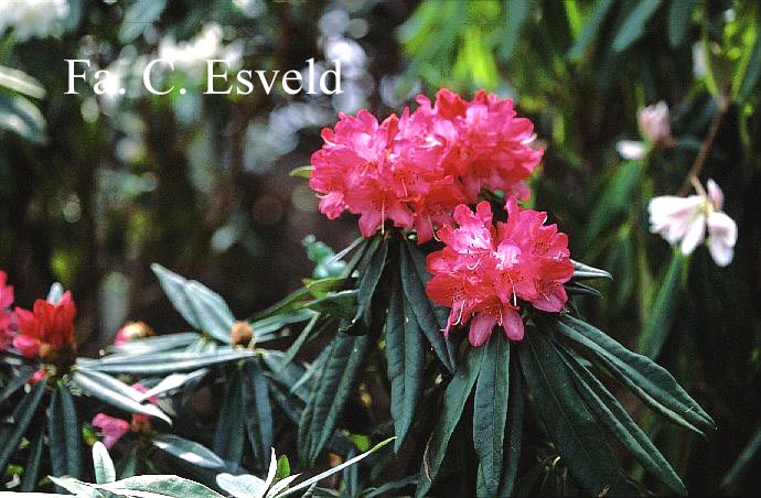 Rhododendron 'Rosa Perle'