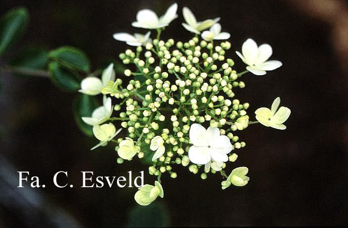 Viburnum macrocephalum keteleeri