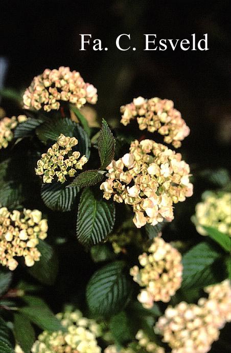 Viburnum plicatum 'Rosace'