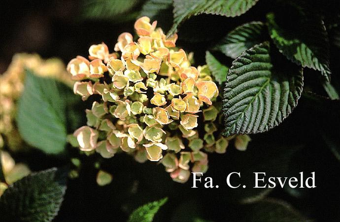 Viburnum plicatum 'Mary Milton'