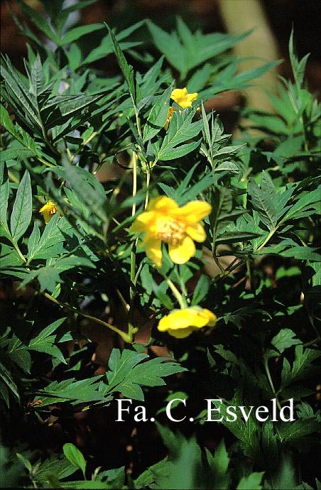 Paeonia lutea 'Yellow Queen'