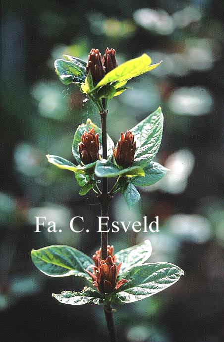 Calycanthus floridus 'Purpureus'