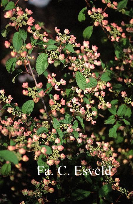 Viburnum plicatum 'Molly Schroder'