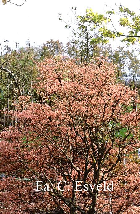 Acer pictum 'Usugumo'