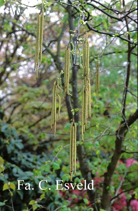 Betula luminifera