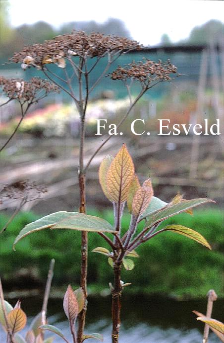 Hydrangea aspera 'Rowallane'