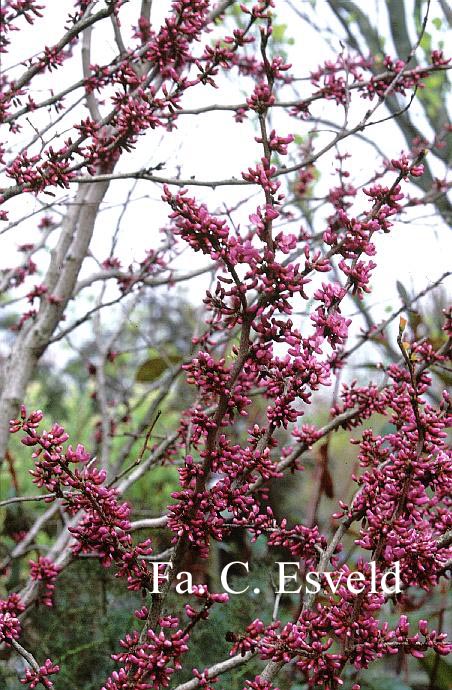 Cercis chinensis 'Avondale'